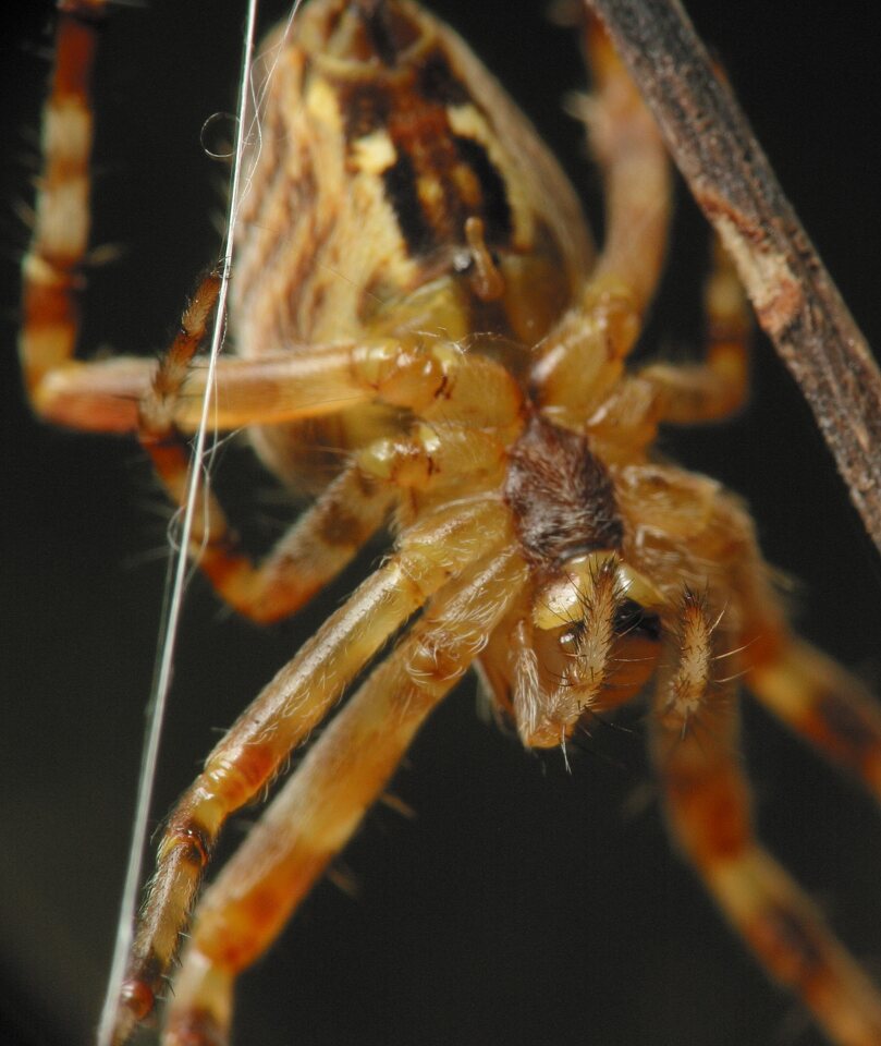 Araneus-diadematus-4600.jpg