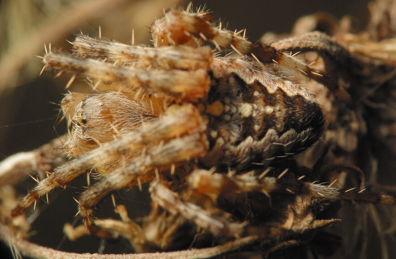 Araneus diadematus female · paprastasis kryžiuotis ♀