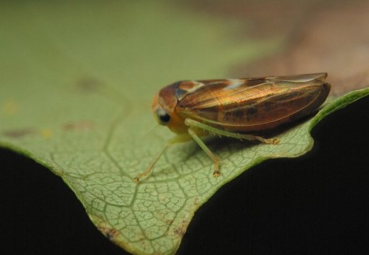 Populicerus populi · tuopinė cikadelė