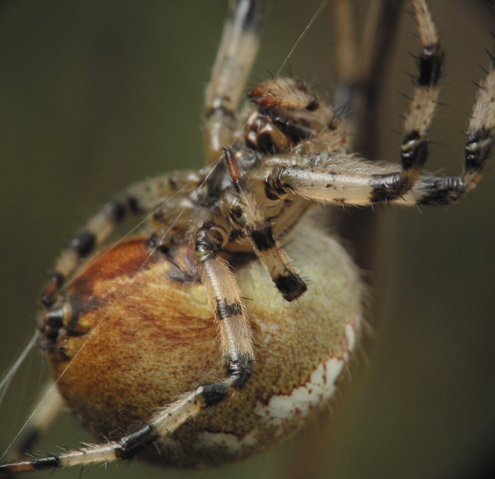 Araneus quadratus female · keturdėmis kryžiuotis ♀