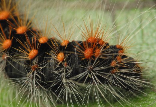 Acronicta auricoma caterpillar · pilkrudis strėlinukas, vikšras