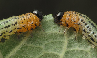 Nematus miliaris larva · pjūklelis, lerva