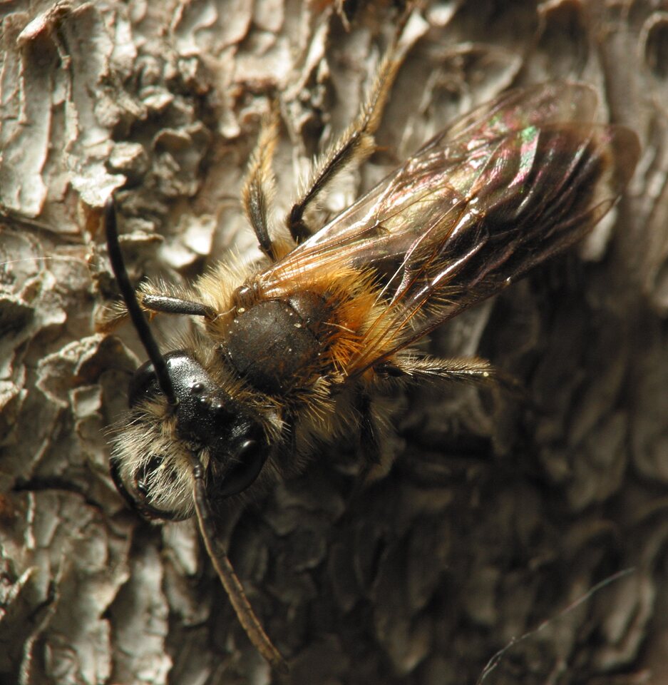 Apidae-5867.jpg