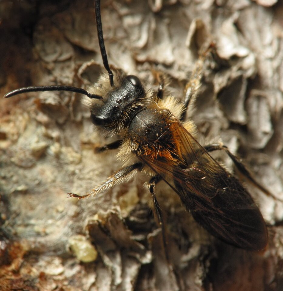 Apidae-5868.jpg