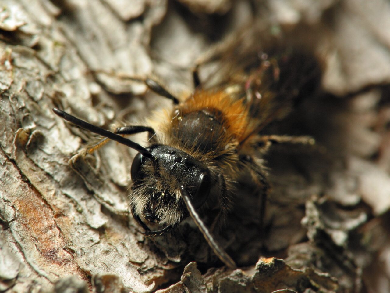 Apidae-5870.jpg