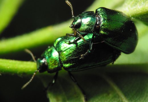 Plagiosterna aenea mating · žaliasis girinukas poruojasi