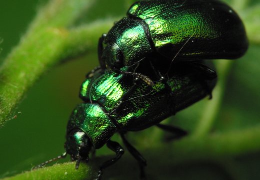 Plagiosterna aenea mating · žaliasis girinukas poruojasi