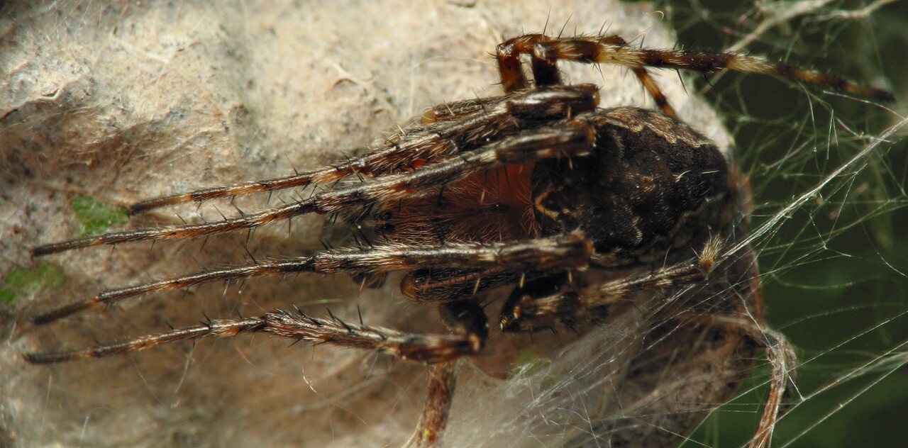 Larinioides patagiatus · pleištadėmis vandenvoris