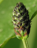 Plantago lanceolata · siauralapis gyslotis