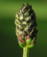 Plantago lanceolata · siauralapis gyslotis