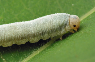 Hymenoptera larva · plėviasparnis, lerva