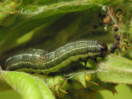 Insecta eggs on larva