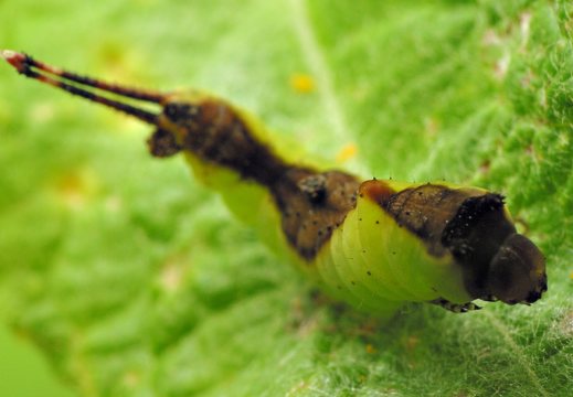 Cerura vinula caterpillar, third instar · didysis dviuodegis, vikšras, trečia stadija