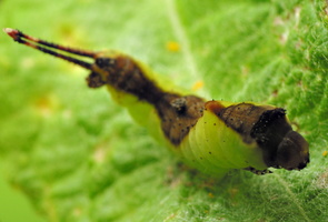 Cerura vinula caterpillar, third instar · didysis dviuodegis, vikšras, trečia stadija