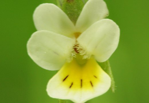 Viola arvensis · dirvinė našlaitė