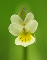 Viola arvensis · dirvinė našlaitė