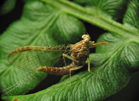 Ephemeroptera · lašalai
