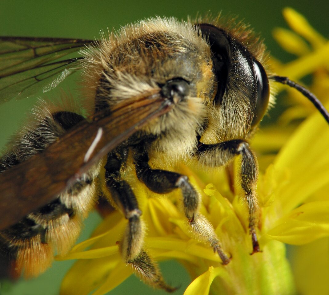 Apidae-6485.jpg
