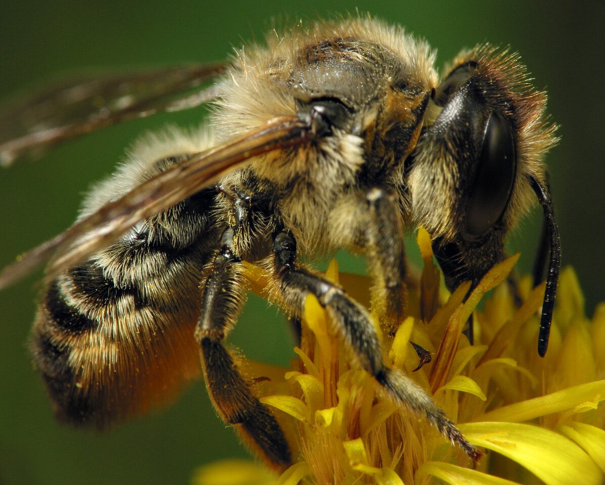 Apidae-6489.jpg