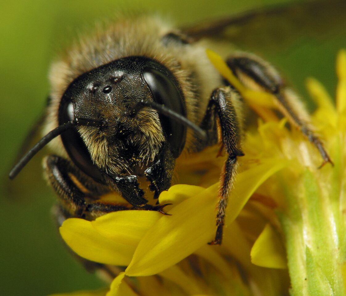 Apidae-6490.jpg