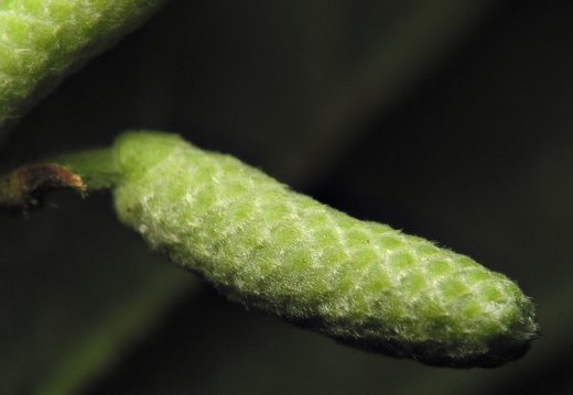 Corylus avellana catkin · paprastasis lazdynas, žirginys