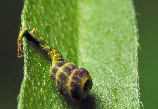 Insecta larva exuviae