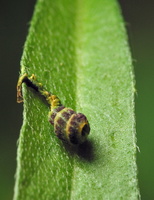 Insecta larva exuviae