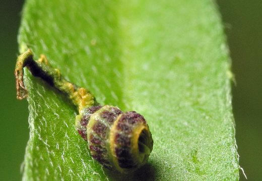 Insecta · larva exuviae