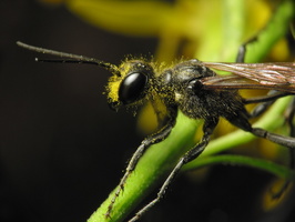 Hymenoptera · plėviasparnis
