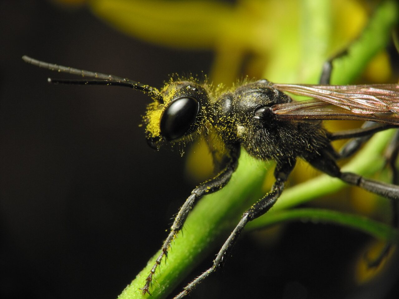 Hymenoptera-6519.jpg