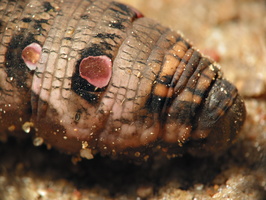 Deilephila elpenor caterpillar · pievinis sfinksas, vikšras