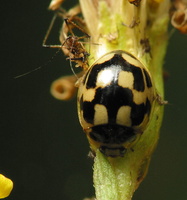 Propylea quatuordecimpunctata · juodasiūlė boružė