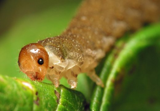 Tenthredinidae larva · pjūklelis, lerva