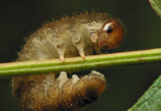 Tenthredinidae larva · pjūklelis, lerva