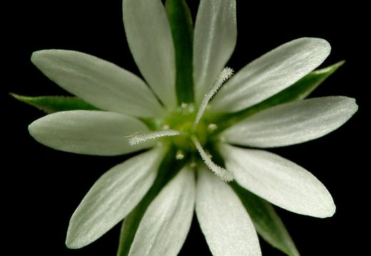 Stellaria palustris · pelkinė žliūgė