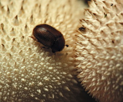Physoronia wajdelota · vaidilutės žvilgiavabalis