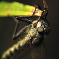 Asilidae · musė plėšrūnė