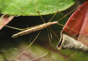 Berytidae · lazdablakės