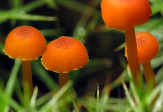 Rickenella fibula · oranžinė laibūnėlė