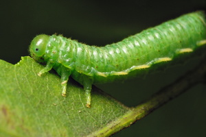 Insecta larva