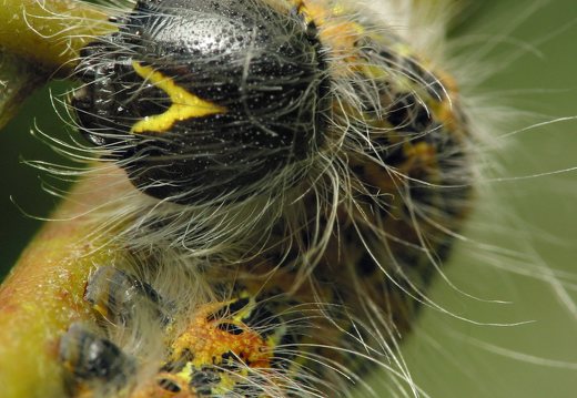 Phalera bucephala caterpillar · tošinis kuoduotis, vikšras 
