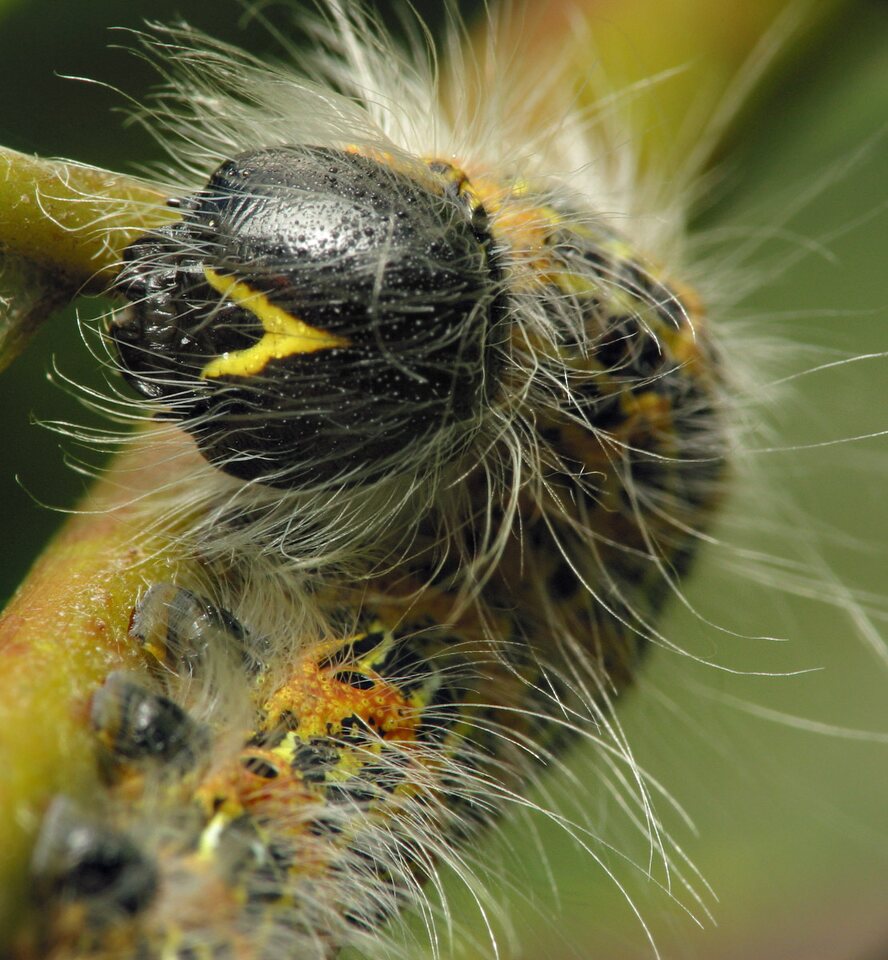 Phalera bucephala caterpillar · tošinis kuoduotis, vikšras 