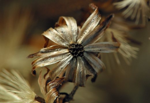 ~ other Asteraceae