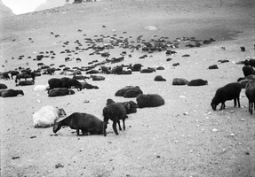 Fanų kalnai · juodų avių banda