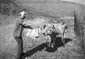 Armėnija · 330 Nerijus K., karvės