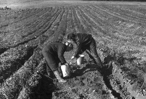 bulvės 1986 · Aušra Indriūnaitė, Liudvikas Ragauskis