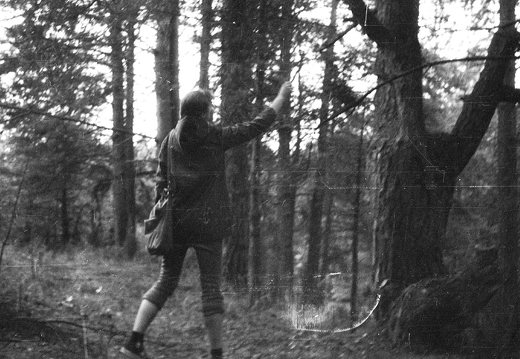 praktika 1985 · Sonata Jarmalaitė, medžių tyrimai