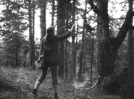 praktika 1985 · Sonata Jarmalaitė, medžių tyrimai