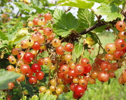Ribes rubrum · raudonasis serbentas