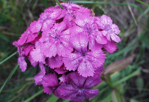 Dianthus barbatus · šiurpinis gvazdikas